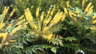 Mahonia Charity [upl. by Standford768]