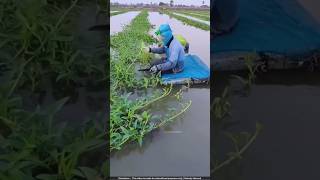 देखो कीचड़ में होने वाली जंगली पालक 😯 mud spinach [upl. by Gustave317]