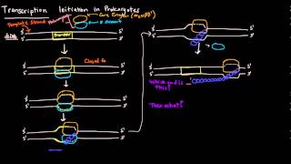 Transcription Part 3 of 6  Initiation in Prokaryotes [upl. by Heddi]