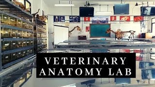 Tour of the COVSCampAH Jabalpur ANATOMY Lab by Dr Nidhi Gupta  NDVSU  1st Year Virtual Tour [upl. by Jadda]