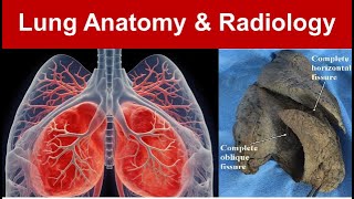 Lung Anatomy amp Radiology Gross Features Surfaces Borders and Azygous Lobe Part 1 TaimTalksMed [upl. by Sussman]