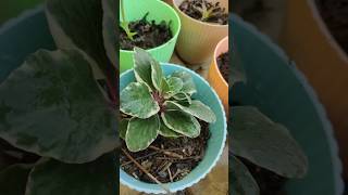 Peperomia Obtusifolia plants garden gardening flowers [upl. by Axel119]