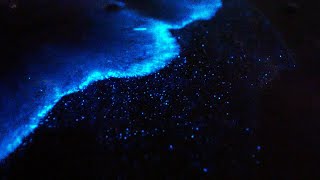 Bioluminescence Noctiluca scintillans  Nature 4K [upl. by Barris411]