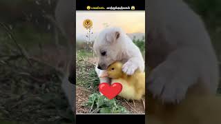 பாவம் இந்த வாத்துக்குஞ்சுகளை எதனால தண்ணில தூக்கிவீசுறாங்க  Baby Ducks  Animal Voiceover Tamil [upl. by Akyeluz]