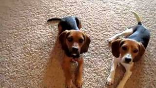 Home Grown Pocket Beagles in Action Part 2 [upl. by Waldner984]