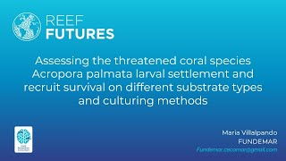 Assessing the threatened coral species Acropora palmata larval settlement and recruit survival [upl. by Concettina]