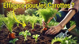 Urine comme Engrais  Efficace pour les Carottes [upl. by Kopaz]