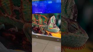 Телевизор Xiaomi Mi TV 6 65 QLED xiaomitv [upl. by Uthrop]