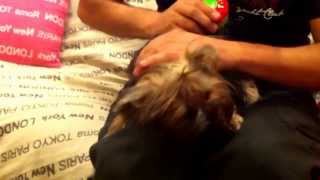 How To Detangling Your Dogs Hair Easy And Fast Without Pain [upl. by Ardnael222]