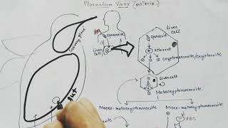 Plasmodium vivax life cycle Hindi Malaria [upl. by Kenon747]