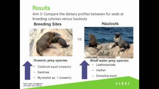 An investigation of the importance of little penguins in the diet of longnosed fur seal [upl. by Venable966]