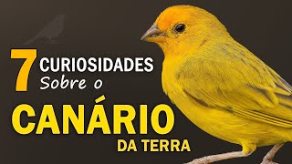 CANÁRIO DA TERRA 7 CURIOSIDADES sobre a ave  Mais COMUM na CIDADE  Canto do canarinho selvagem [upl. by Atsedom846]