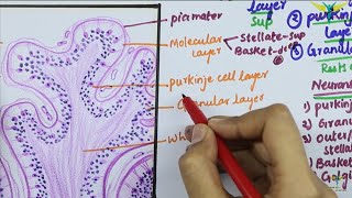 Histology of CEREBELLAR CORTEX [upl. by Kuo424]