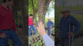 Producción de Árboles Nativos y Naturalizados del norte y altiplano mexicano en Montemorelos NL [upl. by Pamela]