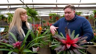 Gardening basics How to care for bromeliads [upl. by Gilligan]