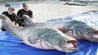 Worlds Biggest Catfish [upl. by Eugenie863]