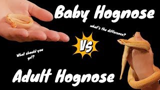 Pros amp Cons for Western Hognose Adults and Babies [upl. by Ahseinod]