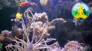 Coral Reef Aquarium  SEA LIFE Munich  München [upl. by Maure]