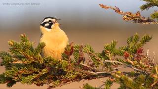 Smiths Longspur Song [upl. by Cowley]