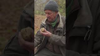 Truffle Hunting in Piedmont Italy travel truffle nature dog italy forest piedmont italian [upl. by Rabka]