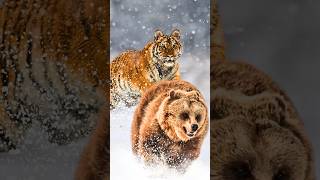 Do Siberian Tigers Really Hunt Bears🤨 [upl. by Pownall]