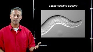 Online Developmental Biology Introduction to C elegans [upl. by Rotow191]