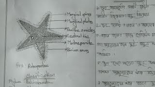 astropecten drawing how to draw start fish bsc zoology practical [upl. by Ettennahs]