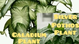 Caladium and Silver Pothos Plant in my Nursery [upl. by Akehsar]