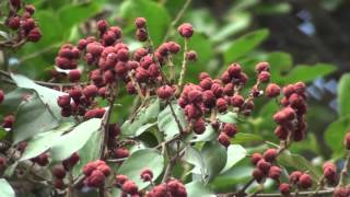 Mallotus philippinen tree full of fruits [upl. by Norward]