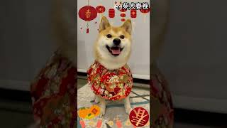 【年初一】春家祝大家新年快樂！恭喜發柴｜虎年行大運｜柴犬春卷移民英國曼城｜寵物移民｜Shiba Inu Manchester｜【廣東話】UK GB [upl. by Anitsud543]