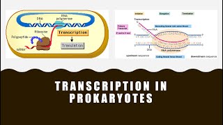 Transcription in Prokaryotes [upl. by Trebornhoj37]