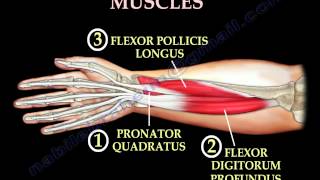 Anatomy Of The Volar Forearm Part 1  Everything You Need To Know  Dr Nabil Ebraheim [upl. by Vandyke714]