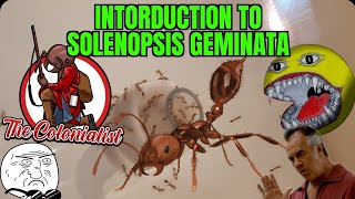 Solenopsis Geminata Tropical Fire Ants Colony Introduction [upl. by Jule976]