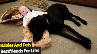 Top 20 Moments Dogs And Babies Being Best Friends [upl. by Amathiste]