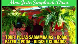 TOUR PELAS SAMAMBAIAS  COMO FAZER A PODA  DICAS E CUIDADOS🍀🍀🍀 [upl. by Waverly]