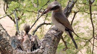 Nestlings Spread Their Wings for the First Time BirdPlusNest [upl. by Rendrag]