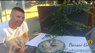 Cotoneaster preBonsai structural pruning [upl. by Ecinehs]