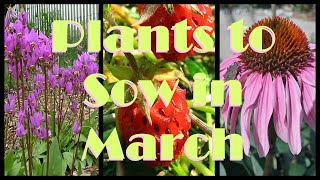 10 Native Plants to Sow in March [upl. by Whitson186]