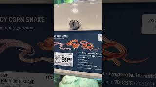 How much for a colubrid at PetSmart Which snake would you take home pets [upl. by Yremogtnom]