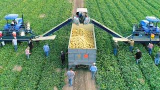 How American Farmers Harvest Thousands Of Tons Of Fruits And Vegetables 2 [upl. by Risteau]