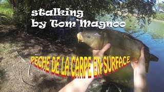 Peche de la carpe en surface  Stalking Fishing [upl. by Weinert]