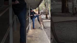 Un CANGURO ataca a unos TURISTAS en AUSTRALIA shorts [upl. by Dever]