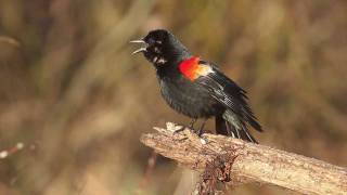 Redwinged Blackbird [upl. by Lammond]