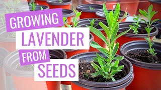 Growing lavender from seeds [upl. by Franek967]