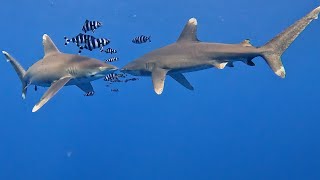 Oceanic Whitetip Sharks Longimanus  Elphinstone Reef [upl. by Luckin554]