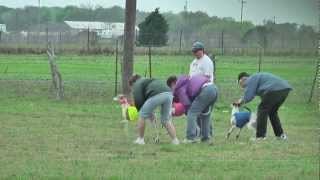 Lure Coursing Whippets Florence TX March 18 2012 [upl. by Oenire329]