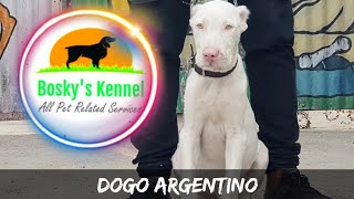 Dogo Argentino 35months Puppy  Cropped Dogo Argentino  Argentinian Mastiffs  Big White Dogs [upl. by Learrsi872]