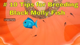 Black Molly Fish Breeding  10 Tips for Black Molly Breeding  Molly Birth Care  Molly Giving Birth [upl. by Klinger]