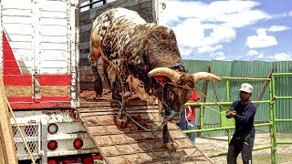 QUE TORAZO ES EL CORAZON DE HIERRO DE RANCHO BARRIGA Jaripeo en Tellez Hidalgo [upl. by Mail]