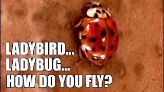 Ladybird…Ladybug…How Do You Fly [upl. by Kessiah]